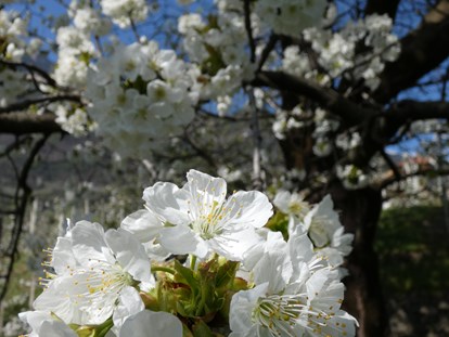 Pensionen - Garten - Die fulminante Kirschblüte verdient eine detaillierte Betrachtung. - Residence Sonnengarten**