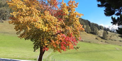 Pensionen - Langlaufloipe - Tirol - unser Aahornbaum in voller Pracht - Bergerhof