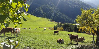 Pensionen - Parkplatz: kostenlos bei der Pension - Tirol - im Herbst genießen die Kälber die Weiden rund ums Haus - Bergerhof
