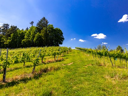 Pensionen - Umgebungsschwerpunkt: am Land - Steiermark - Weingarten rund um den Hof - Gästezimmer & Buschenschank am Weingut Hack-Gebell
