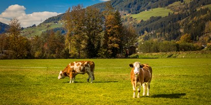 Pensionen - Frühstück: Frühstücksbuffet - Pinzgau - Unsere glücklichen Kühe - Obertrattenbachhof