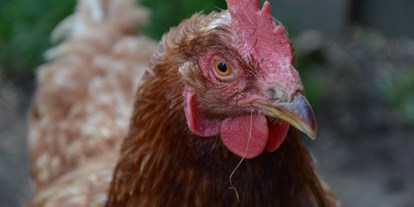 Pensionen - Steiermark - Glücklich Hühner gibt es auch bei uns. Somit ist das frische Frühstücksei schon gerettet. Täglich gemeinsames Eierholen und Tiere füttern.  - Ferienwohnungen Perhofer