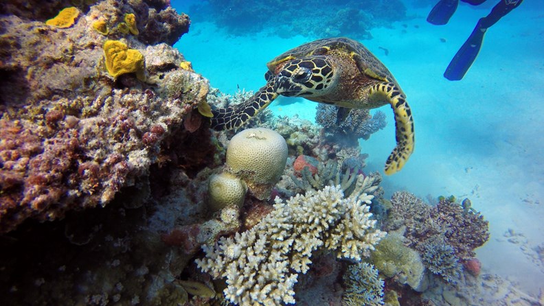 Die Unterwasserwelt Australiens entdecken - ferienpensionen.info