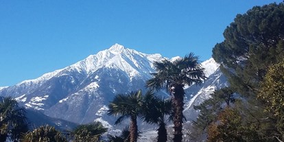 Pensionen - Kühlschrank - Lana (Trentino-Südtirol) - Palmen, Zypressen und im Hintergrund verschneite Bergspitzen... - Pension Plarserhof
