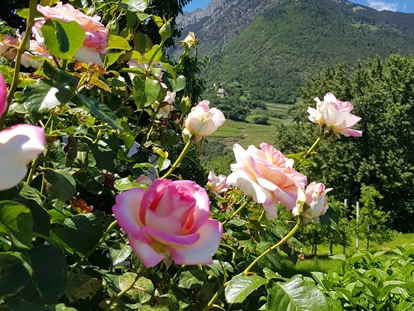 Pensionen - Umgebungsschwerpunkt: Berg - Heiligkreuz (Sölden) - 100 verschiedene Rosenstöcke verzieren unser Anwesen.  - Residence Sonnengarten**