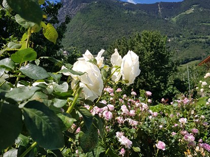 Pensionen - Spielplatz - Trentino-Südtirol - In allen Farben und Größen erblühen unsere Rosen. - Residence Sonnengarten**