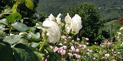 Pensionen - Hunde: erlaubt - Lana (Trentino-Südtirol) - In allen Farben und Größen erblühen unsere Rosen. - Residence Sonnengarten**