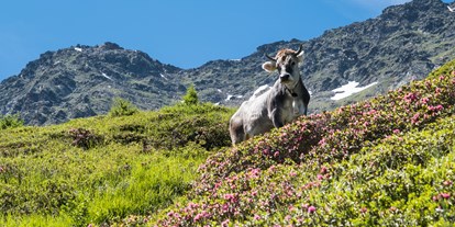 Pensionen - Hunde: auf Anfrage - Lana (Trentino-Südtirol) - Pension  Trausberg **