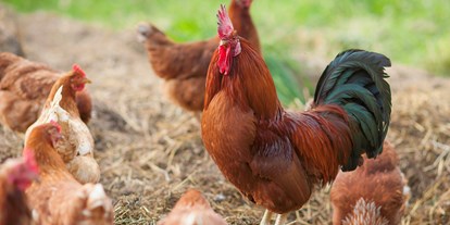 Pensionen - Parkplatz: kostenlos bei der Pension - Reschen am See - Unsere glücklichen Hühner für die besten Frühsückseier - BIO-Bauernhof Inner-Glieshof