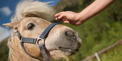 Pensionen - Parkplatz: kostenlos bei der Pension - Südtirol - Freddy - das freche Pony wartet auf seine Streicheleinheiten - BIO-Bauernhof Inner-Glieshof
