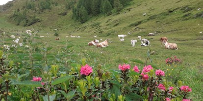 Pensionen - Art der Pension: Urlaub am Bauernhof - Trentino-Südtirol - Stifterhof
