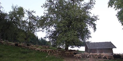 Pensionen - Garten - Aigen im Ennstal - Pferde- und Schafhof Klinser