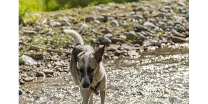 Pensionen - Hunde: erlaubt - Kirchberg in Tirol - Haus Zum Wilden Kaiser