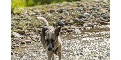 Pensionen - Hunde: hundefreundlich - Reith bei Kitzbühel - Pension Postbauer