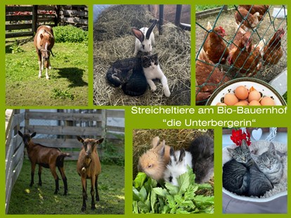 Pensionen - Hunde: erlaubt - Streicheltiere am Bio-Bauernhof "die Unterbergerin" - die Unterbergerin in Gastein / Salzburg - Apartment, Ferienwohnung und Zimmer mit Frühstück & GRATIS Thermeineintritt