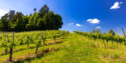Pensionen - Umgebungsschwerpunkt: am Land - Süd & West Steiermark - Weingarten rund um den Hof - Gästezimmer & Buschenschank am Weingut Hack-Gebell