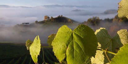 Pensionen - Umgebungsschwerpunkt: am Land - Eibiswald - Weingut Fellner