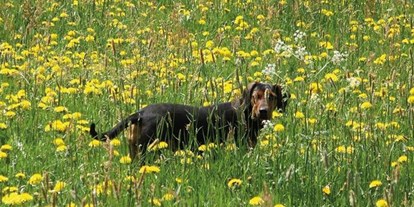 Pensionen - Hunde: hundefreundlich - Schladming Rohrmoos - Ringlerhof
