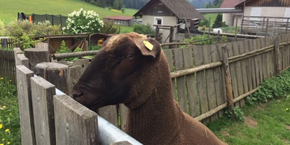 Pensionen - Umgebungsschwerpunkt: am Land - Freßnitz (Krieglach) - wir züchten Jura Schafe - Jakobbauer
