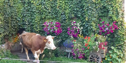 Pensionen - WLAN - Zgurn - Auch die Kühe freuen sich auf die saftige Weide - unsere Gäste dürfen die selbstgemachten Produkte am Hof von der Milch bis  zum Fleisch genießen. - Panoramapension Platzer