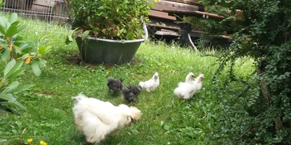 Pensionen - Umgebungsschwerpunkt: Fluss - Rottenstein (Steinfeld) - Unsere Seidenhühner versorgen uns täglich mit frischen Eiern. - Panoramapension Platzer