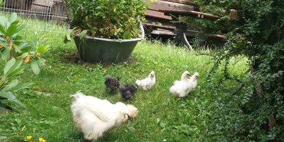 Pensionen - weitere Verpflegungsmöglichkeiten: Nachmittagskaffee - Pölland (Irschen) - Unsere Seidenhühner versorgen uns täglich mit frischen Eiern. - Panoramapension Platzer