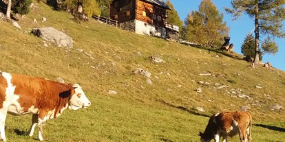 Pensionen - Hunde: auf Anfrage - Glanz (Irschen) - Auch unsere Kühe verbringen den Sommer auf der Alm. - Panoramapension Platzer