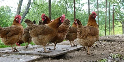 Pensionen - Frühstück: Frühstücksbuffet - Birnbaum - Unsere Hühner sorgen für die frischen Frühstückseier. - Waldpension Ranner