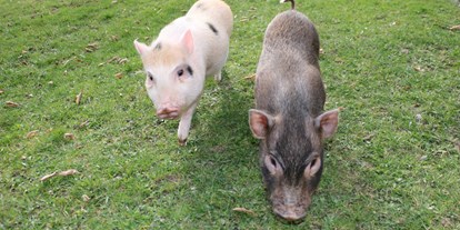 Pensionen - Umgebungsschwerpunkt: am Land - Tröpolach - Minischweine Lilly & Elvis - Pension Bergblick am Weissensee