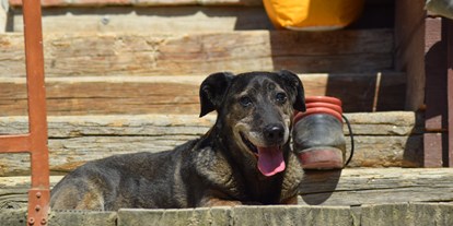 Pensionen - Hunde: auf Anfrage - Mostviertel - stilvoll-uriges Appartement auf Tierschutzhof 