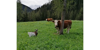 Pensionen - Umgebungsschwerpunkt: Fluss - Trentino-Südtirol - Speckstube Tlisöra