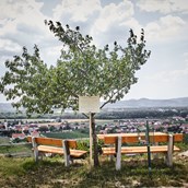 Frühstückspension - Blick vom Weinberg auf Rohrendorf - Schmankerl und Gast Familie Heiderer