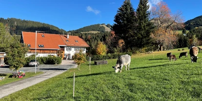 Pensionen - Art der Pension: Ferienwohnung - Rückholz - Hof mit Jungbullen nach Viehscheid - Am Hof Jungholz