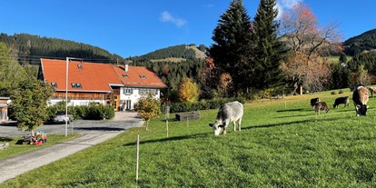 Pensionen - WLAN - Immenstadt im Allgäu - Hof mit Jungbullen nach Viehscheid - Am Hof Jungholz
