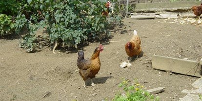 Pensionen - Terrasse - Trössing - frische Frühstückseier von unseren Hühnern - Ferienwohnungen Pachler-Leopold