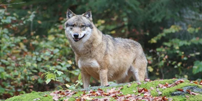 Pensionen - Hunde: auf Anfrage - Neukirchen vorm Wald - Wölfe im Tierfreigelände (Nationalpark Bayerischer Wald) - The Scottish Highlander Guesthouse
