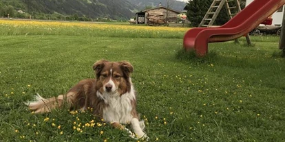 Pensionen - Hunde: hundefreundlich - Kleinsöll - Martlerhof