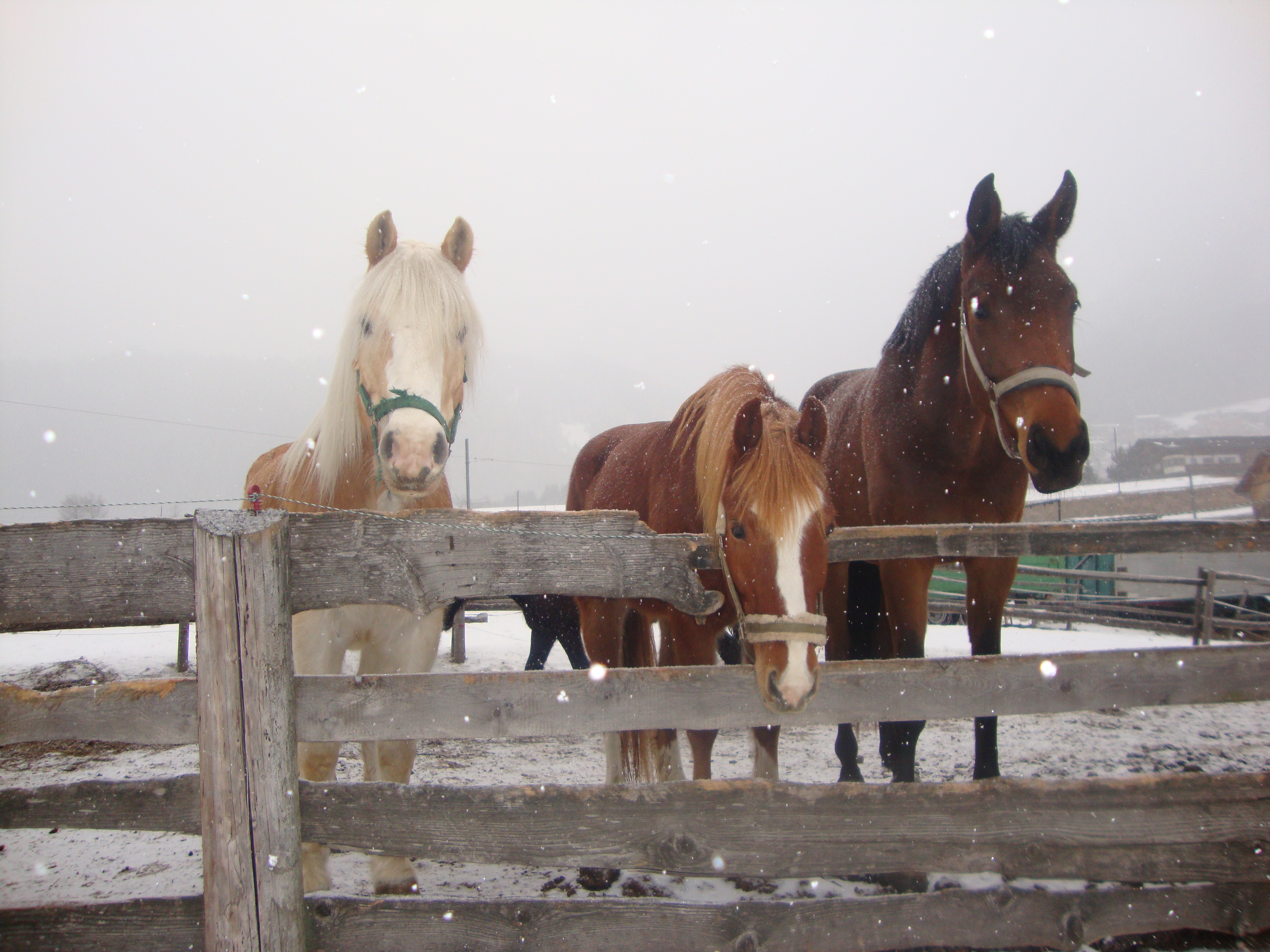 Frühstückspension: Grubenhof