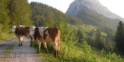 Pensionen - Steinbach an der Steyr - Bio- Ferienhof Kreilgut