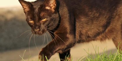 Pensionen - Steinbach an der Steyr - Tiere am Hof / unsere "Mocca" - Lehnerhof