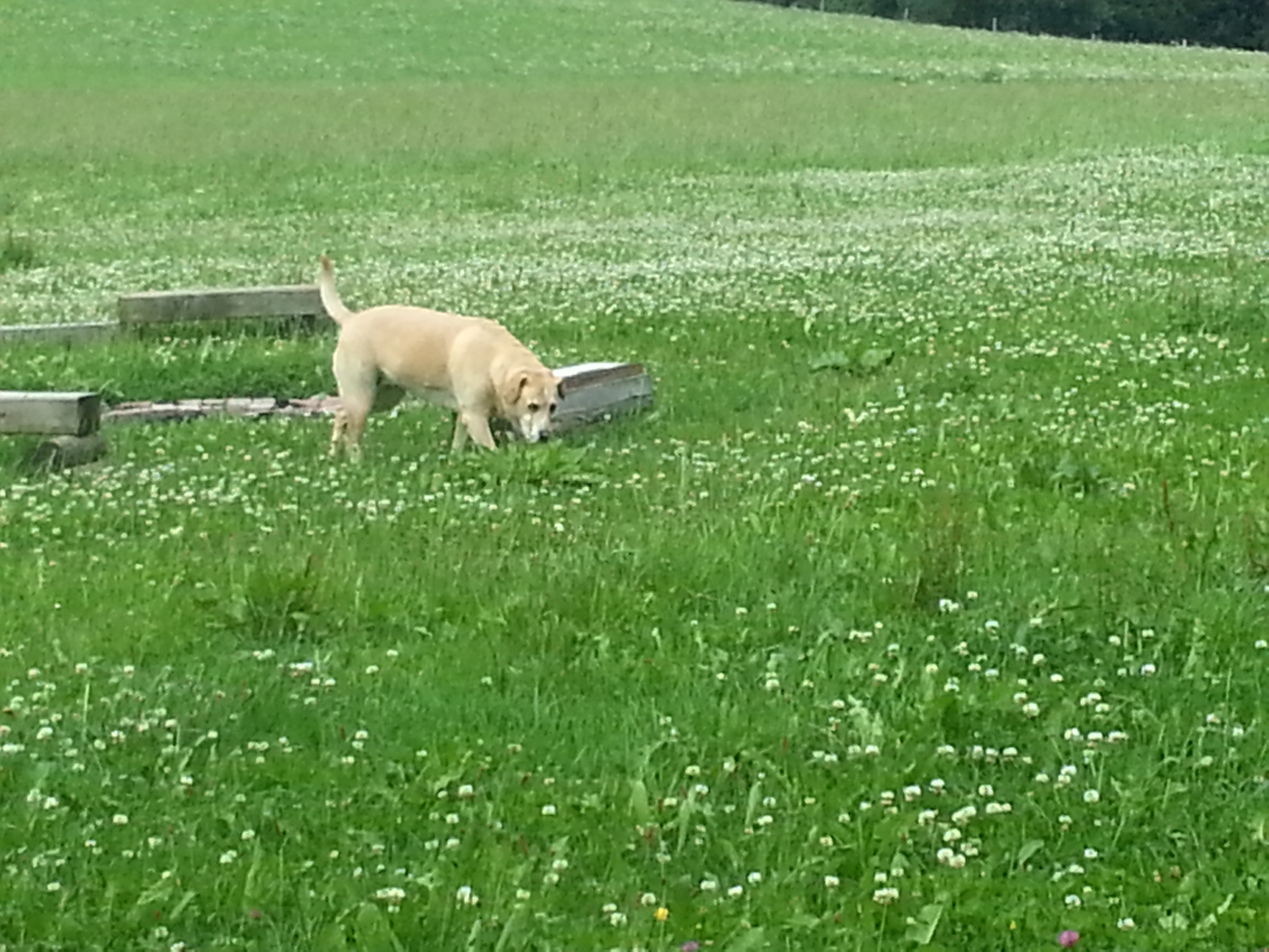 Frühstückspension: Ihr Vierbeiner ist bei uns immer herzlich Willkommen - Landhaus Wildschütz - Ferienwohnung mit Königscard
