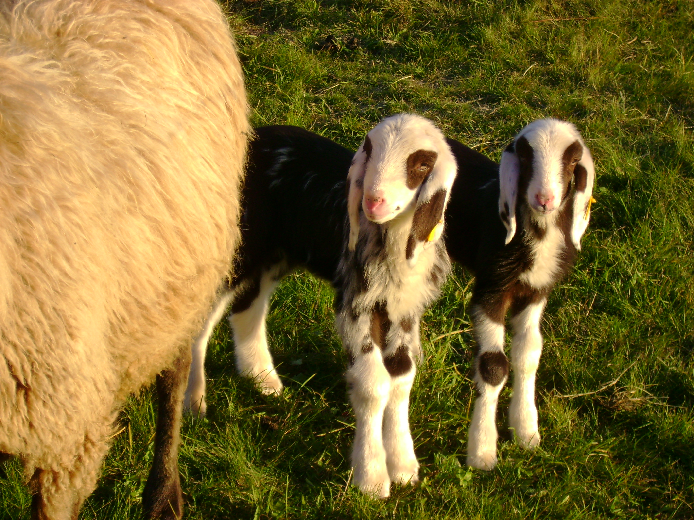 Frühstückspension: Langeshof