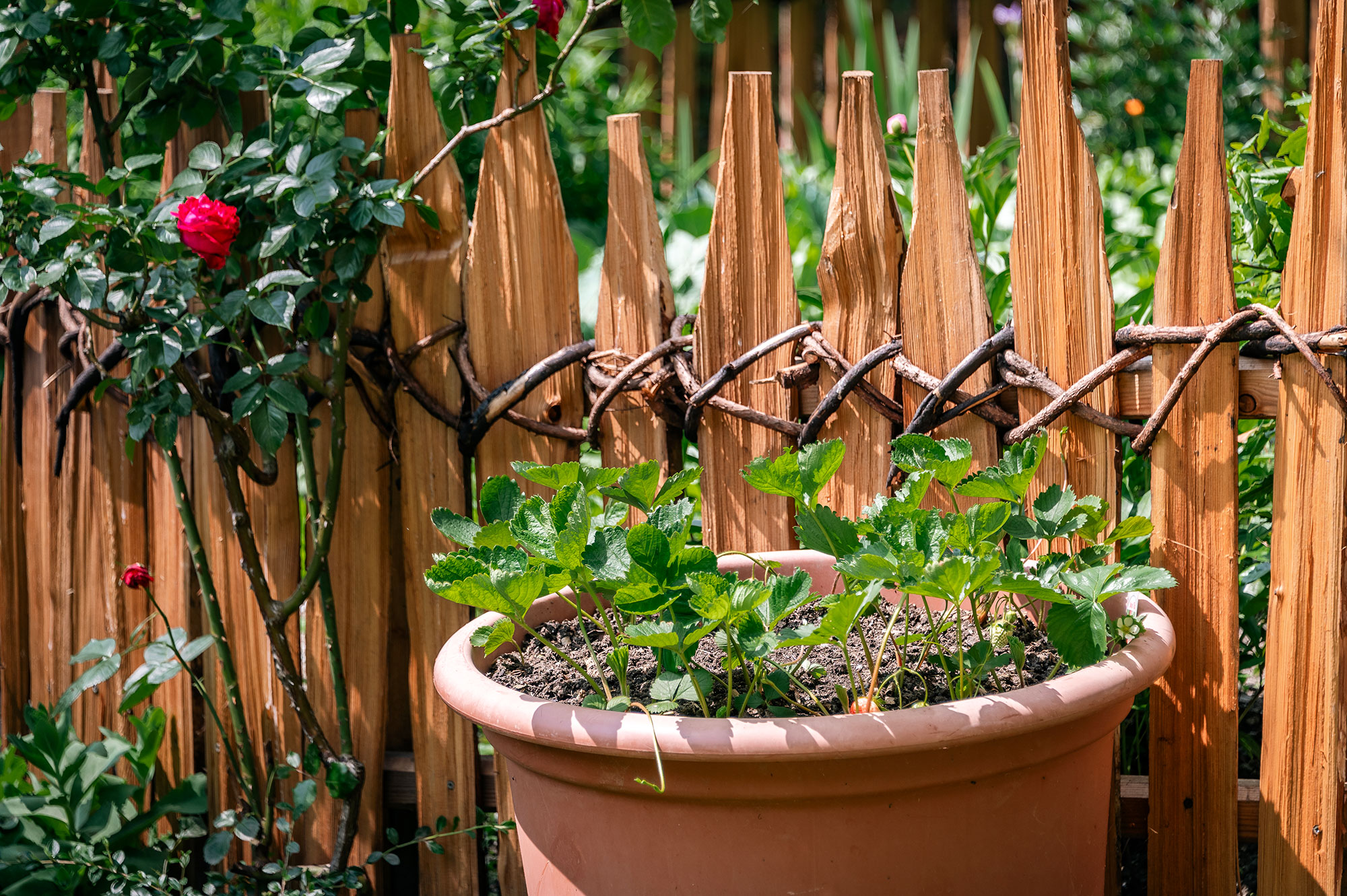 Frühstückspension: Garten - Hörmannhof