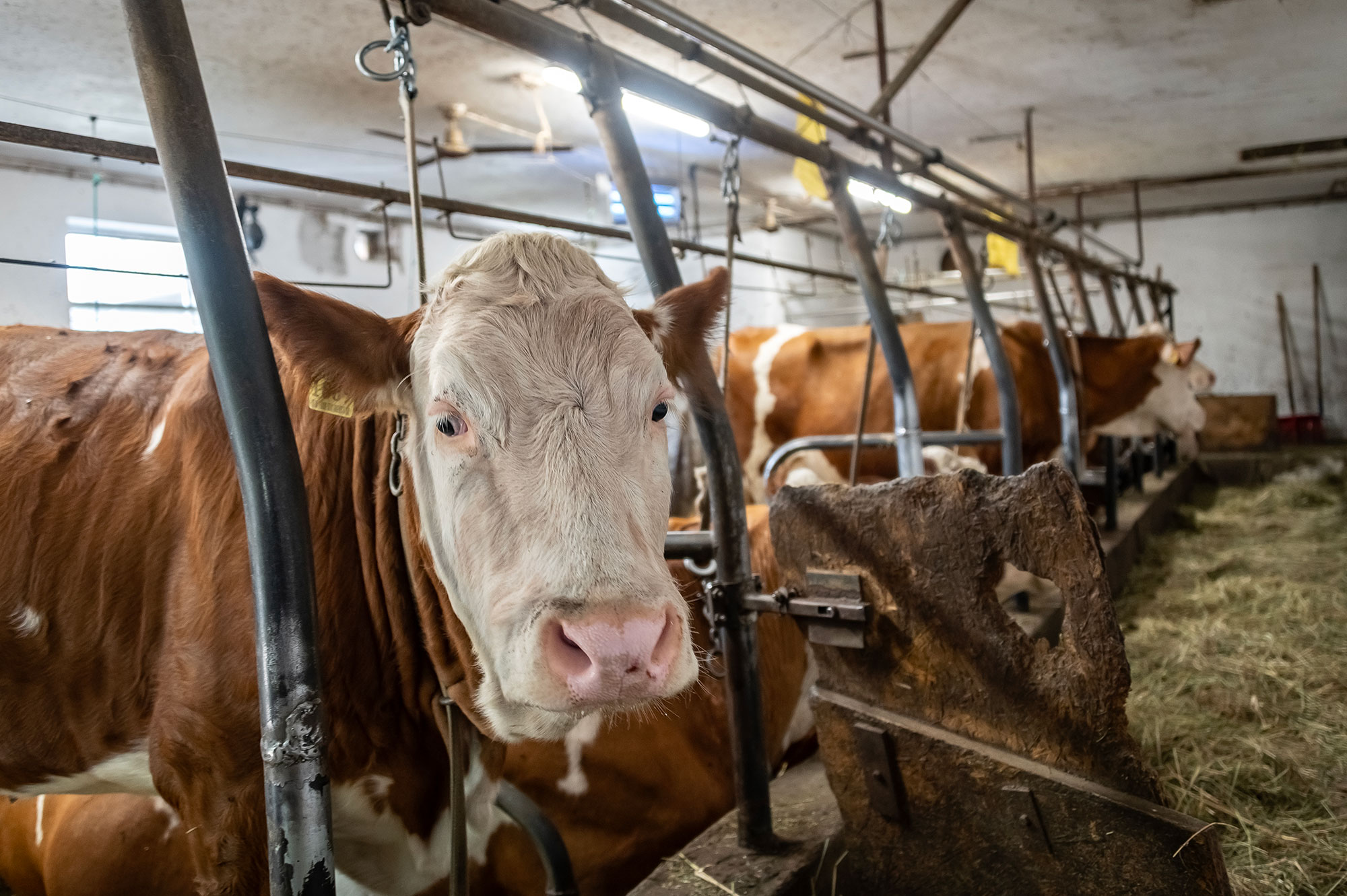 Frühstückspension: Kühe - Hörmannhof