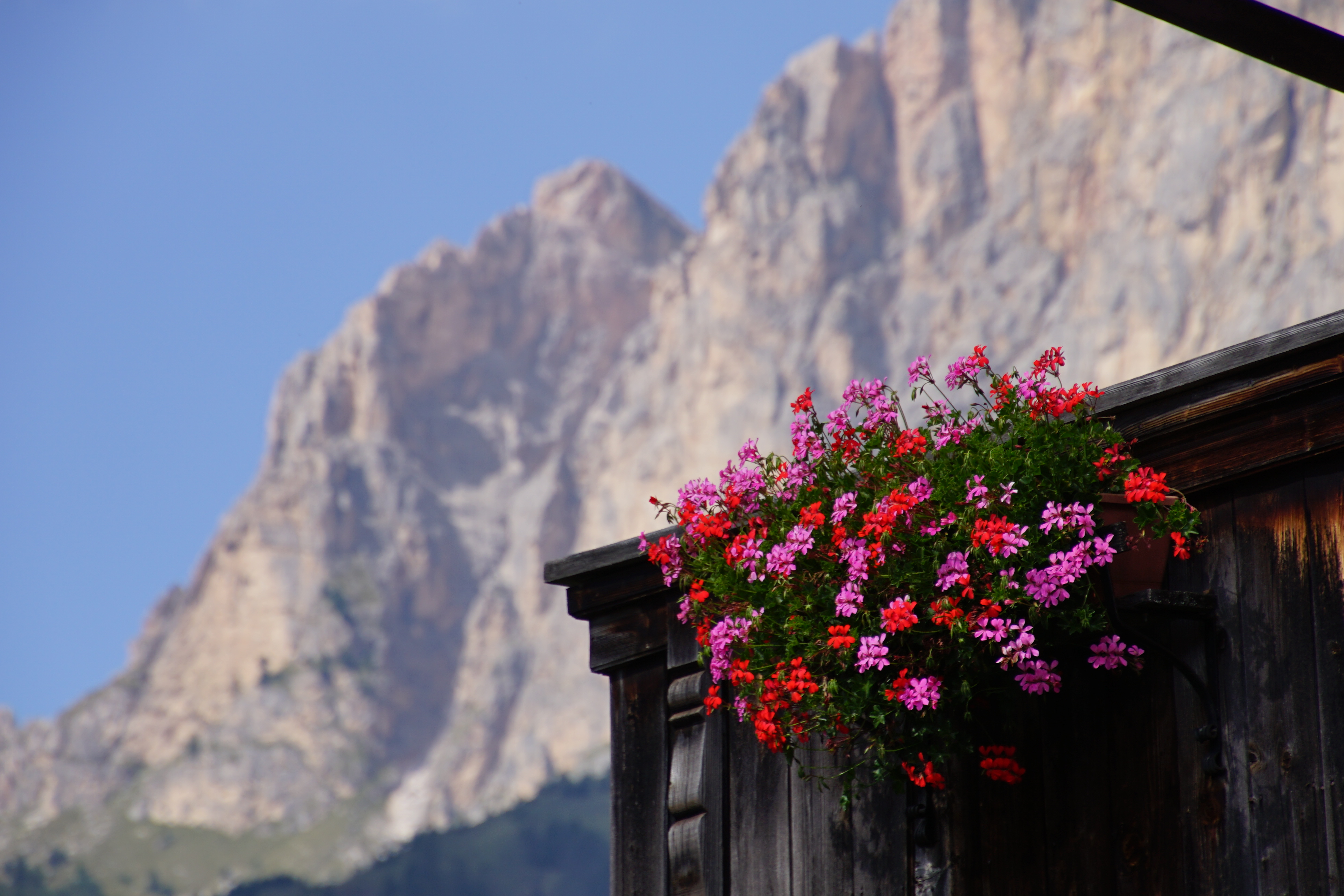 Pensionen - Frühstück: Frühstücksbuffet - Südtirol - Blütenpracht - Garni Laura