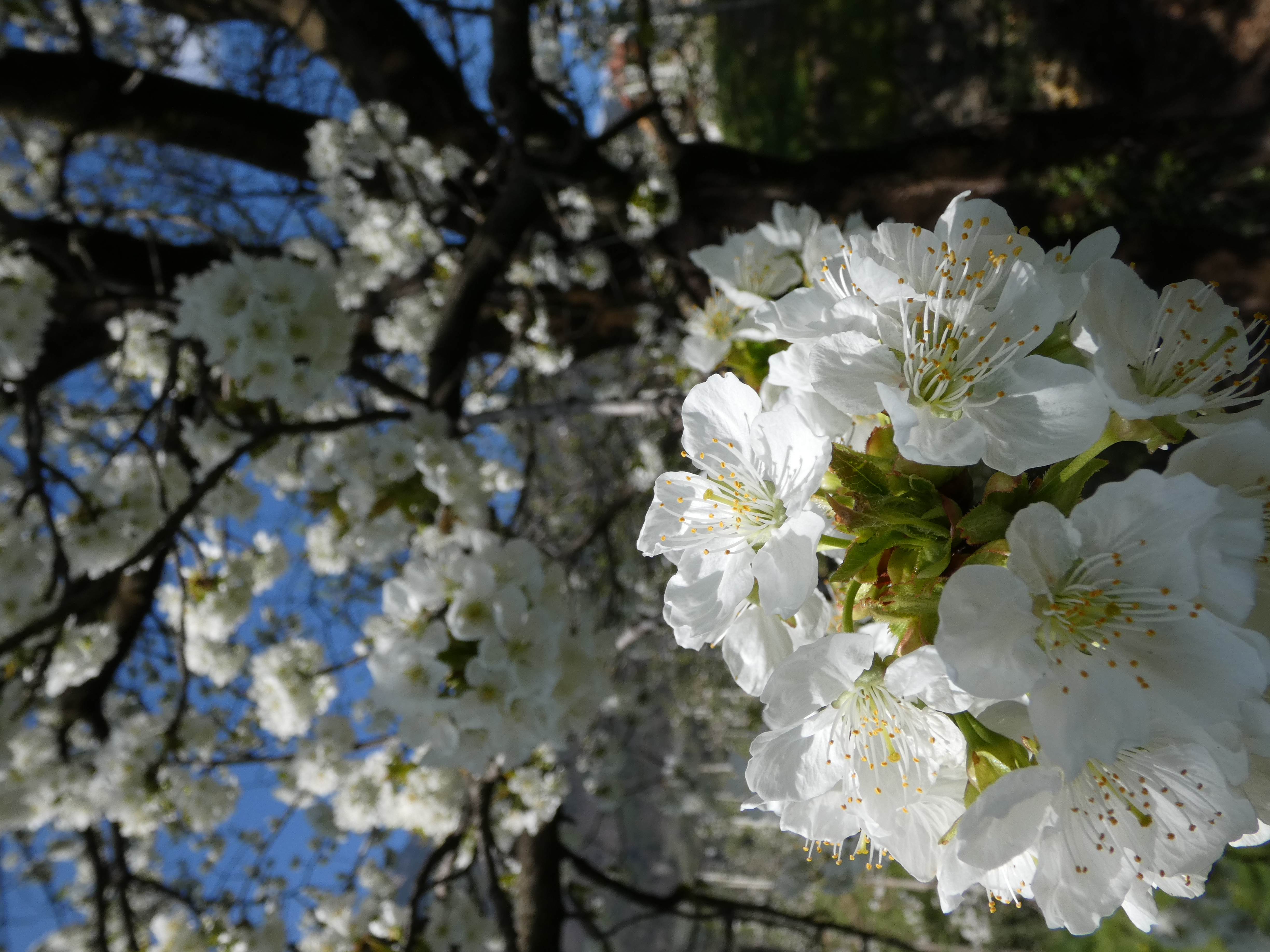 Frühstückspension: Die fulminante Kirschblüte verdient eine detaillierte Betrachtung. - Residence Sonnengarten**