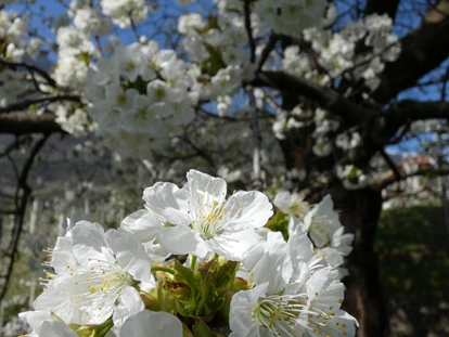 Pensionen - Naturns - Die fulminante Kirschblüte verdient eine detaillierte Betrachtung. - Residence Sonnengarten**