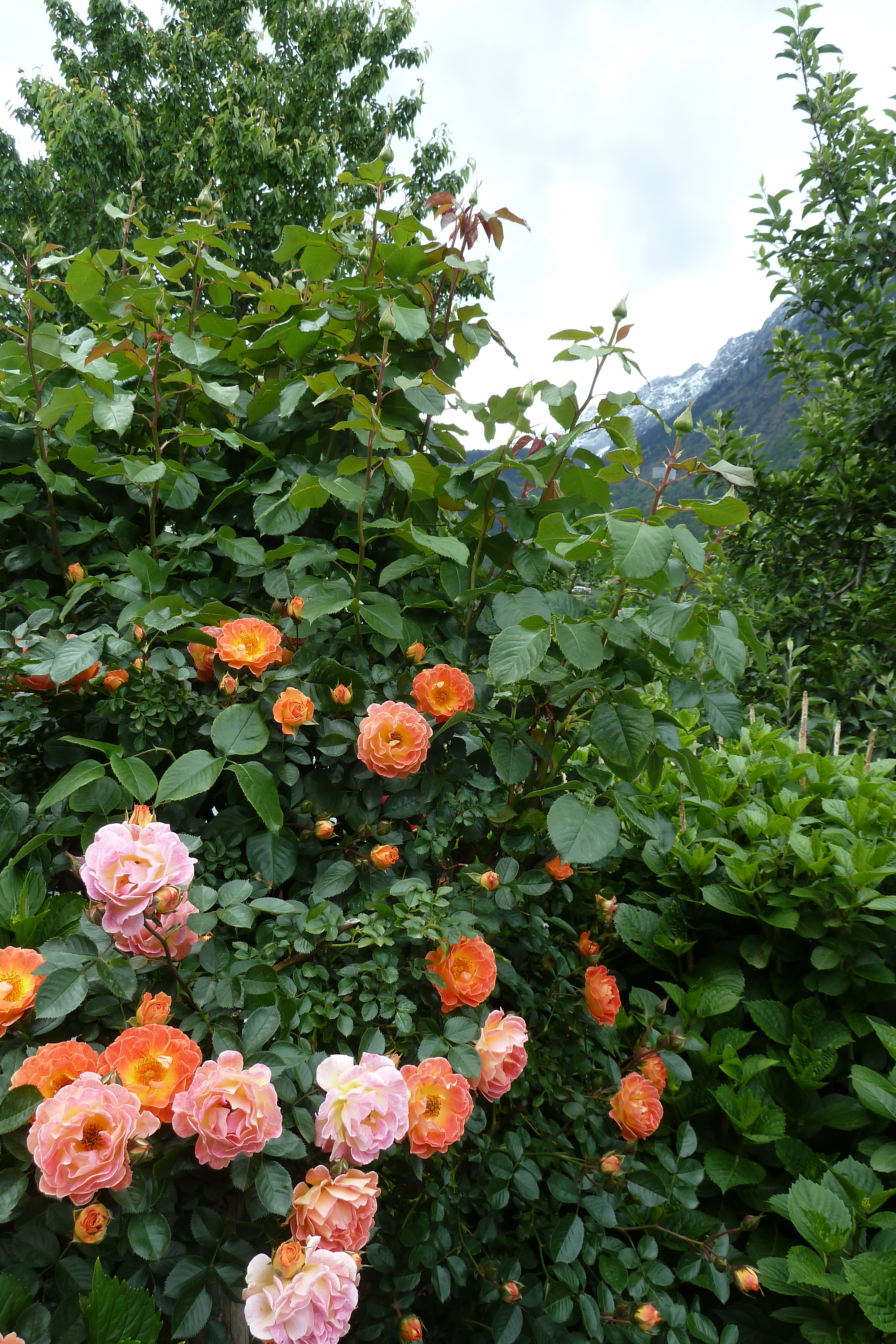 Frühstückspension: Bunte Rosenpracht im Wonnemonat Mai. - Residence Sonnengarten**