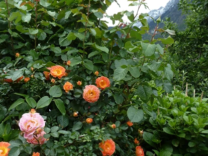 Pensionen - Naturns - Bunte Rosenpracht im Wonnemonat Mai. - Residence Sonnengarten**