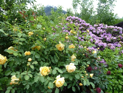 Pensionen - Naturns - Farbenfroh und üppig zeigt sich das Frühjahr. - Residence Sonnengarten**